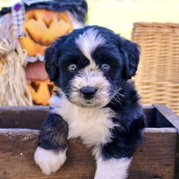 Yellow Boy with Blue Eyes - Black and white male Aussiedoodle puppy in Burkesville, Kentucky from Bline’s Awesome Aussies & Doxies at the Bline Family Farm