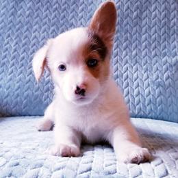 American Corgi and Pembroke Welsh Corgi Puppies from Whimsical Treasure Corgis
