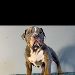 Thor - Lilac tri-color male Bulldog puppy in Cumming, Georgia from Happy Place Kennels