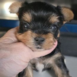 Boy 1 - Black and gold male Yorkshire Terrier puppy in Fredericksburg, Indiana from Yorkie Blessings