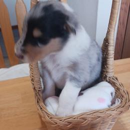 Knickers (Blue Merle Boy 2) - Blue merle white and tan male Collie puppy in Nunn, Colorado from Kingsgift Collies