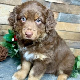 Oak - Red tri male Miniature Australian Shepherd puppy in Mc Lean, Illinois from Kickapoo Creek Toy & Mini Aussies