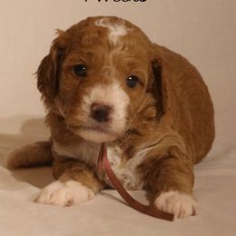 Patches' Purple Girl - Apricot female Goldendoodle puppy in Coppell, Texas from Bethel Stream Goldendoodles