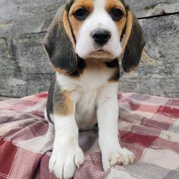 Beagle Puppies from Rosehaven Homestead