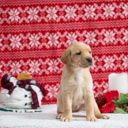 Labrador Retriever Puppies from Sun Ridge Labradors