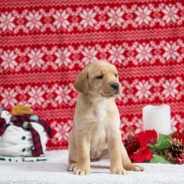 Labrador Retriever Puppies from Sun Ridge Labradors