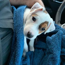 Jack Russell Terrier Puppies from Diamond Gates Jack Russel Terriers
