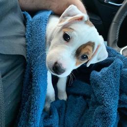 Jack Russell Terrier Puppies from Diamond Gates Jack Russel Terriers