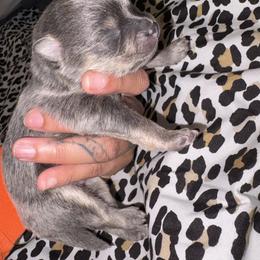 Marshall - Blue and tan male Pomeranian puppy in Okmulgee, Oklahoma from 918 Pomeranians