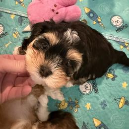 Boy 2 - Red sable male Havanese puppy in Deer Island, Oregon from Andorra