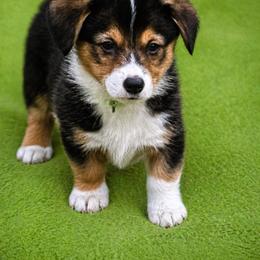 19 Green Collar - Black and tan male Pembroke Welsh Corgi puppy in Port Republic, Maryland from Bestfurends