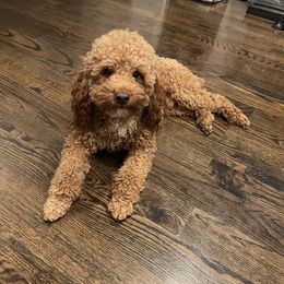 Goldendoodle All Grown Up from Doodleicious GoldenDoodles