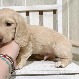 Freckles - Cream male Dachshund puppy in Maidsville, West Virginia from L&B Lowriders