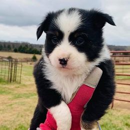 Miniature Australian Shepherd and Toy Australian Shepherd Puppies from Ozoodle’s Kennel