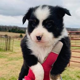 Miniature Australian Shepherd and Toy Australian Shepherd Puppies from Ozoodle’s Kennel