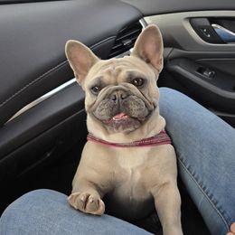 Indy - French Bulldog