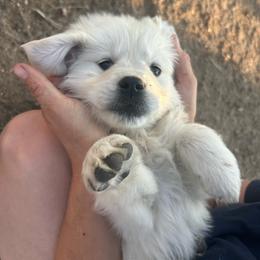 Queen - Light golden female Golden Retriever puppy in Colorado Springs, Colorado from Sharp Guardians and Goldens