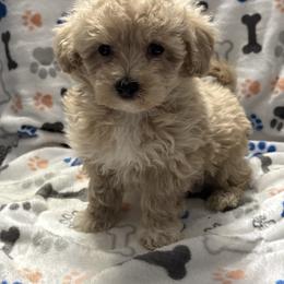 Boy 2 bigger - Cream male Maltipoo puppy in Lancaster, Kentucky from Dream Paws Puppies, LLC