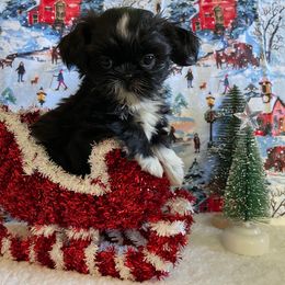 Billy - Black and white male Shih Tzu puppy in Hemet, California from Aloha Shih Tzu