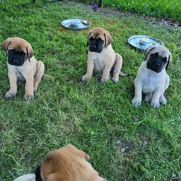 Mastiffs from Mastiffs of Bowdil