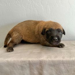 Arctic (grey) - Fawn sable female Belgian Malinois puppy in Buckeue, Arizona from Légende Vivante Du Chief Kennel