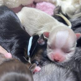 Ziva - Cream and white female Shih Tzu puppy in Sacramento, California from NANA’S  QUALITY SHIH TZU'S
