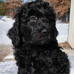 Shawn - Black male Goldendoodle puppy in Eau Claire, Wisconsin from Fisher River Doodle's