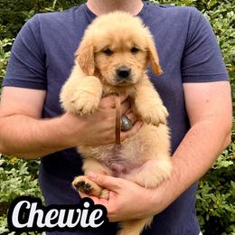 Chewie - Golden male Golden Retriever puppy in Salem, Virginia from Virginia Goldens