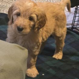 Janice - Sable female Bernedoodle puppy in Coventry, Rhode Island from Greene Tree Bernadoodle
