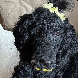 Daisy Mae - Poodle