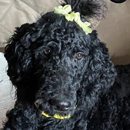Daisy Mae - Poodle
