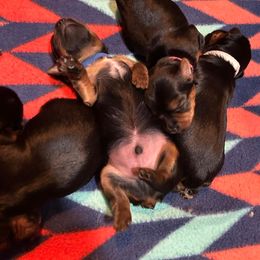 Boy 2 blue collar - Black and tan Yorkshire Terrier puppy in Springfield, Virginia from Happy Healthy Yorkies