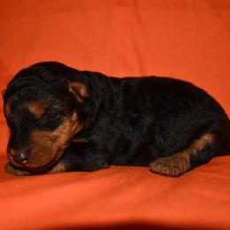 Cedar - Black and tan male Welsh Terrier puppy in Draper, Virginia from Shady Oaks WFT