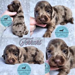 FERRARI - Dapple male Dachshund puppy in Columbia, Louisiana from Diamond 5R Ranch AKC & CKC Miniature Dachshunds