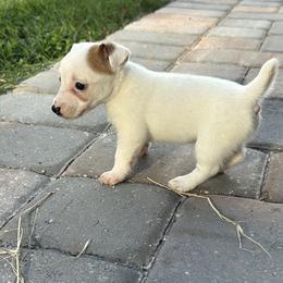 Salsa - White and tan female Russell Terrier puppy in Ocala, Florida from Rivermont Farm