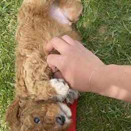 Goldendoodle Puppies from Life_on. Paws