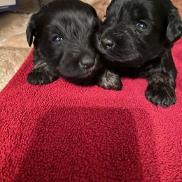Miniature Schnauzer Puppies from D’Angels Schnauzers LLC