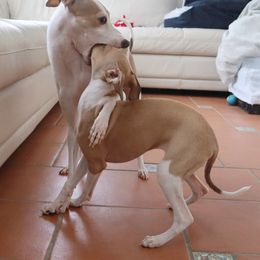 Italian Greyhound Puppies from Alura Italian Greyhounds