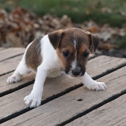 Millie - Tan and white female Jack Russell Terrier puppy in West Bend, Iowa from Blue Skies Terriers