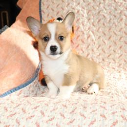 Twix - Sable male Pembroke Welsh Corgi puppy in Morton, Mississippi from Crown AB Farms Pembroke Welsh Corgis