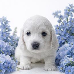 Drake Cream (No breeding homes allowed) - Cream male Dachshund puppy in Fayetteville, North Carolina from RRD