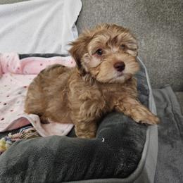 Havapoo Puppies from Derbyville Havapoos
