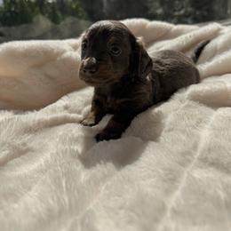 Julie - Blue and tan female Dachshund puppy in San Diego, California from Enchantables