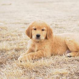 Tito (yellow) - Dark golden male Golden Retriever puppy in Bynum, Montana from Summit Canine Breeding