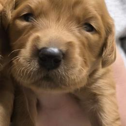 Rosie - Dark golden female Golden Retriever puppy in Princeton, Minnesota from Bewitched Goldens