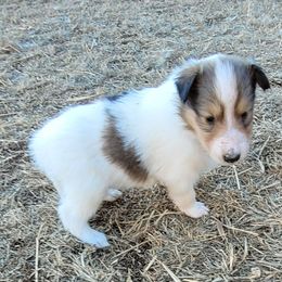 Black - White male Collie puppy in Newberry, South Carolina from Country Haven Collies