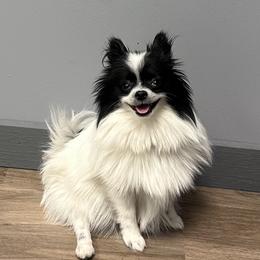 Roxy - Pomeranian
