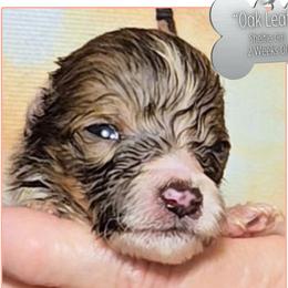 Oak Leaf - Sable and white female Shetland Sheepdog puppy in Elberton, Georgia from Ioney's Southern Paws Shelties, Frenchies, and Yorkies