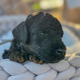 Cracker - Black male Bernedoodle puppy in Rose Hill, North Carolina from Red Door Canines