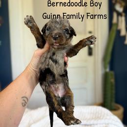 Seattle Slew - Blue merle male Bernedoodle puppy in Grove, Oklahoma from Guinn Family Farms